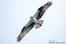 Osprey (copyright MHAINEN Wildlife Impressions)
