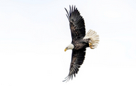 Bald Eagle. Photo copyright Mark Hainen